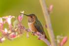 USA, New Mexico. Rufous hummingbird on limb. Art Print